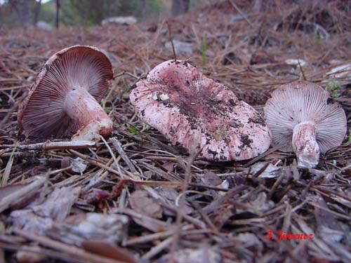 Hygrophorus russula